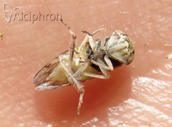 Stenidiocerus poecilus
