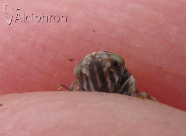 Stenidiocerus poecilus