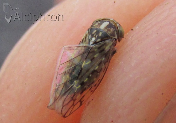 Stenidiocerus poecilus