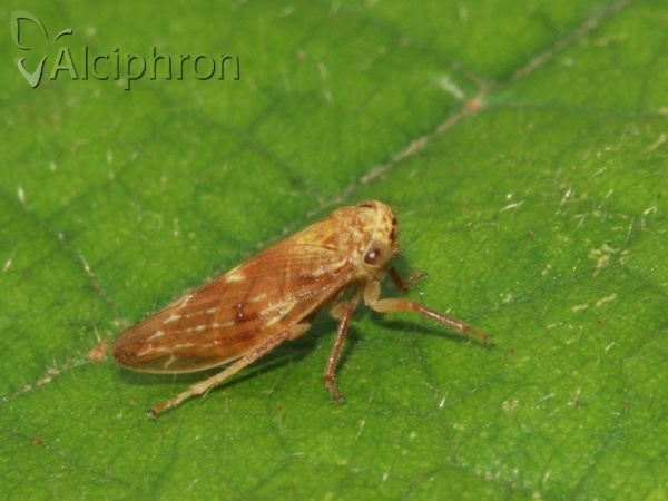 Rhytidodus decimusquartus 