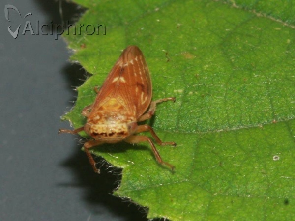 Rhytidodus decimusquartus 