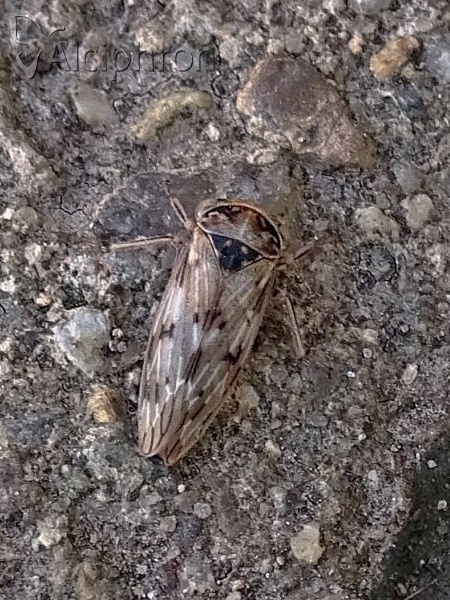 Rhytidodus decimusquartus 