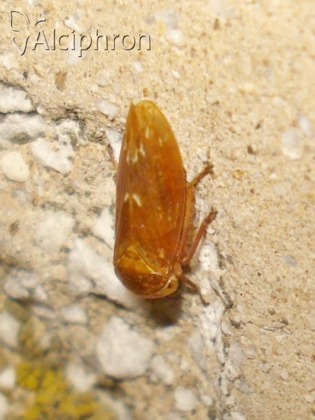 Rhytidodus decimusquartus 