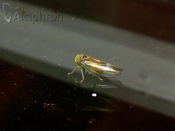 Populicerus laminatus