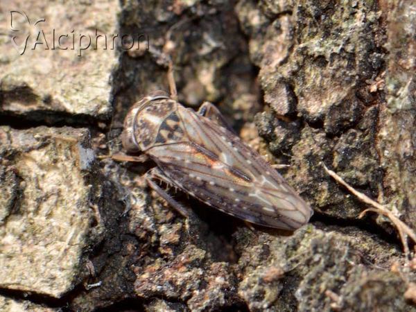 Idiocerus herrichii