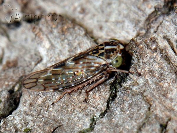 Idiocerus herrichii