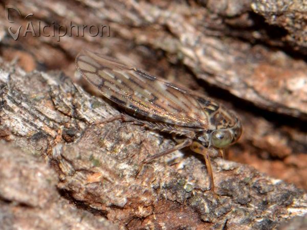 Idiocerus herrichii