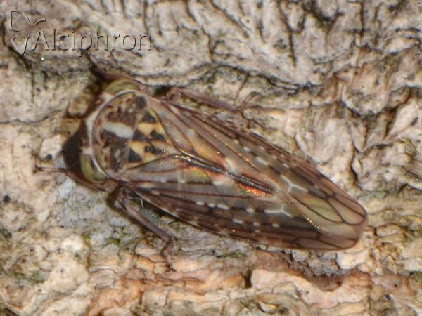 Idiocerus herrichii