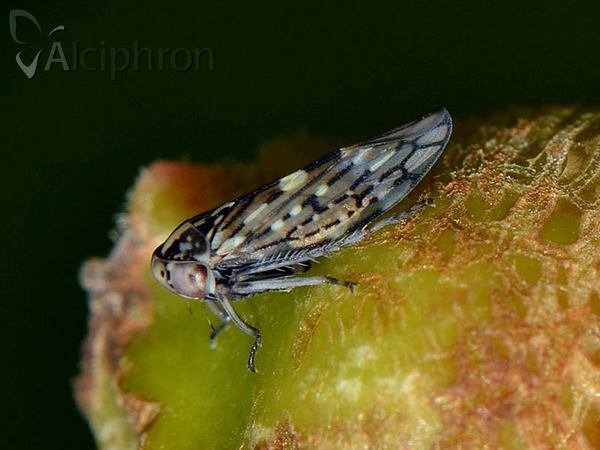 Idiocerus herrichii
