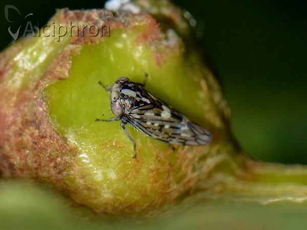 Idiocerus herrichii