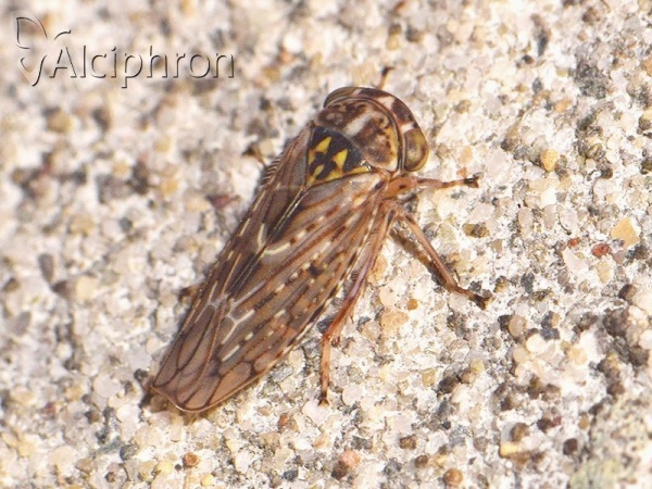 Idiocerus herrichii