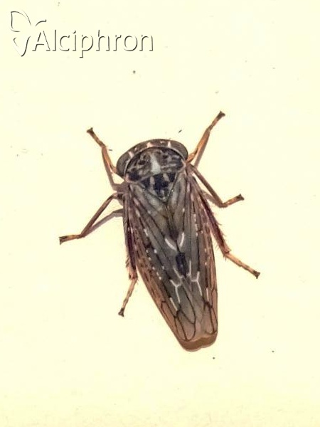 Idiocerus herrichii
