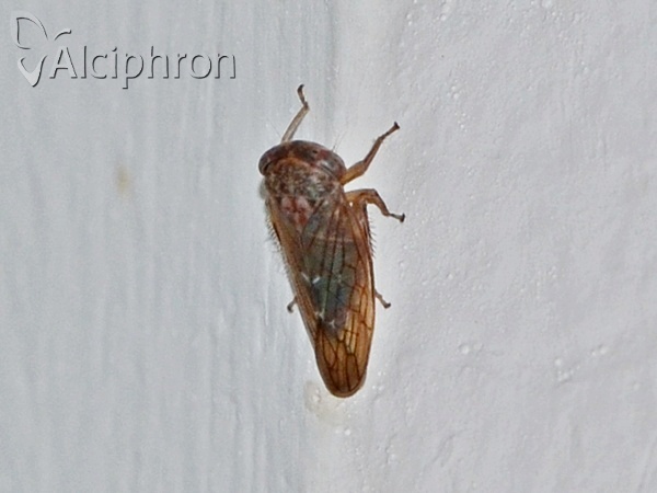 Idiocerus lituratus