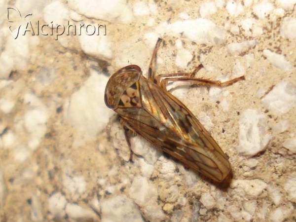 Idiocerus lituratus
