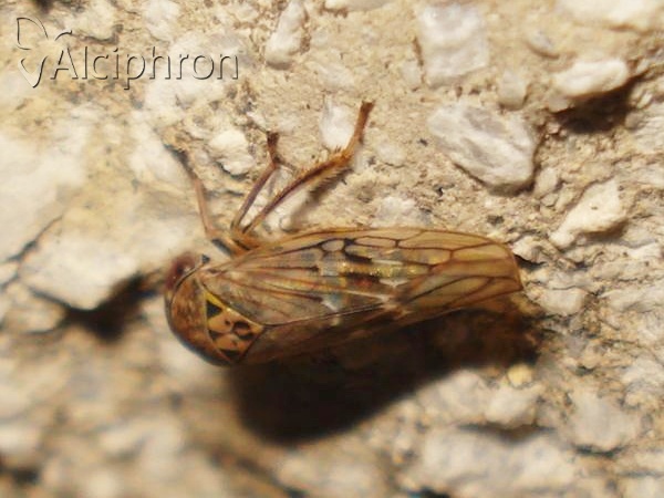 Idiocerus lituratus
