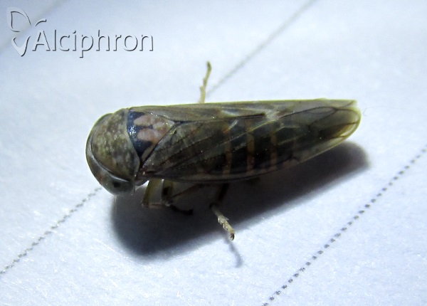 Idiocerus lituratus