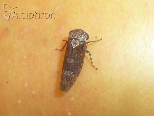 Acericerus heydenii