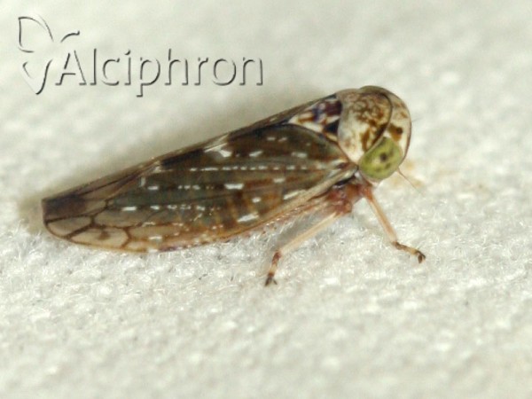 Acericerus heydenii
