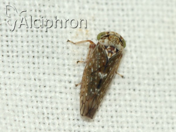 Acericerus heydenii