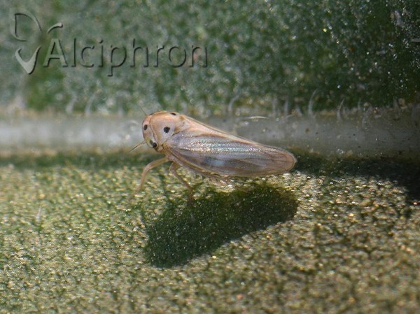 Austroagallia sinuata
