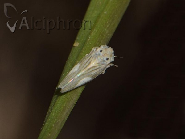 Austroagallia sinuata