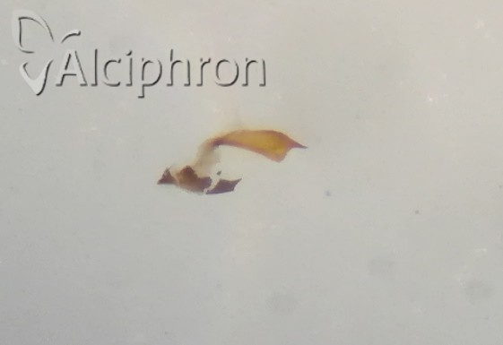 Anaceratagallia laevis