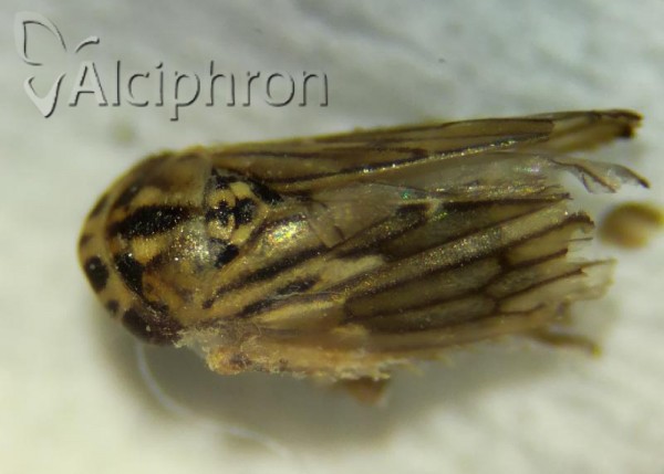 Anaceratagallia laevis