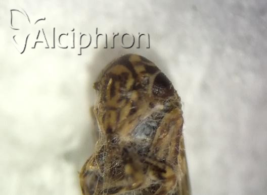 Anaceratagallia laevis