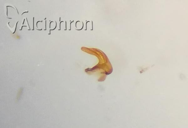 Anaceratagallia laevis