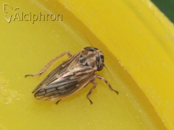 Anaceratagallia ribauti