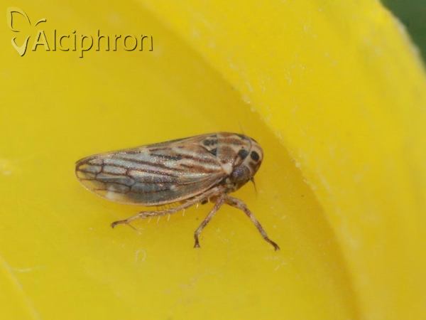 Anaceratagallia ribauti