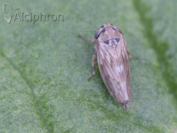 Anaceratagallia ribauti