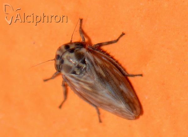 Anaceratagallia ribauti