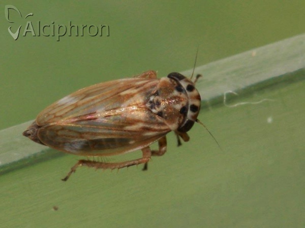 Anaceratagallia ribauti