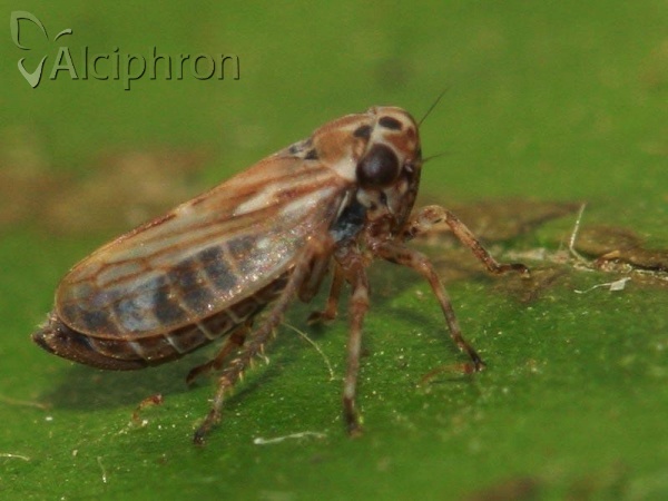 Anaceratagallia ribauti