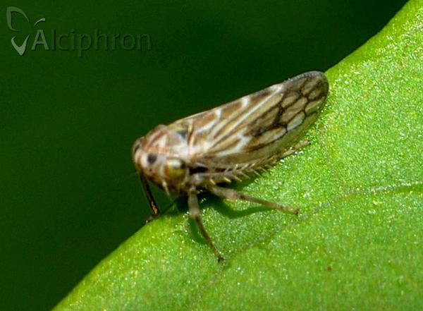 Agallia consobrina