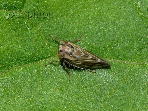 Agallia consobrina