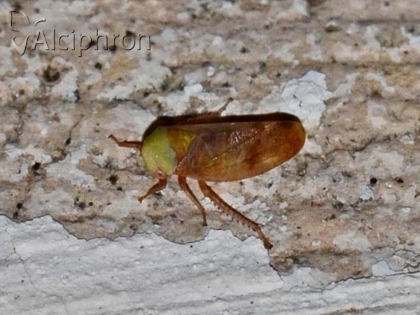 Pediopsis tiliae