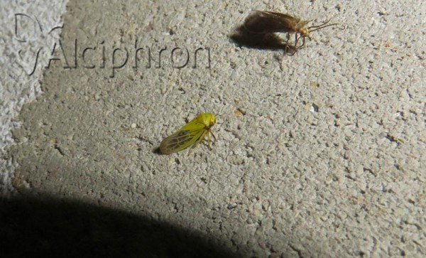 Oncopsis flavicollis