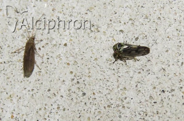 Oncopsis flavicollis