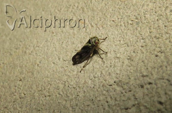 Oncopsis flavicollis