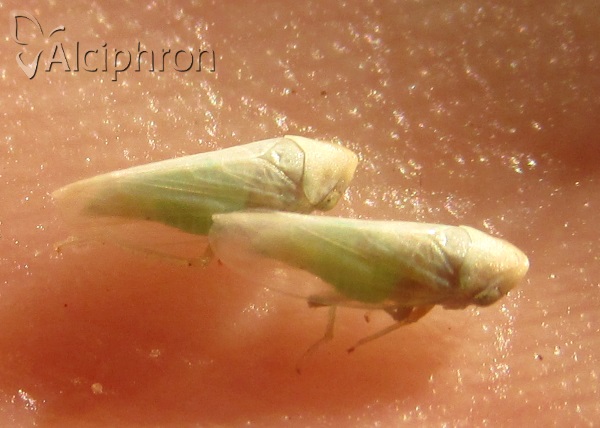 Macropsis eleagni