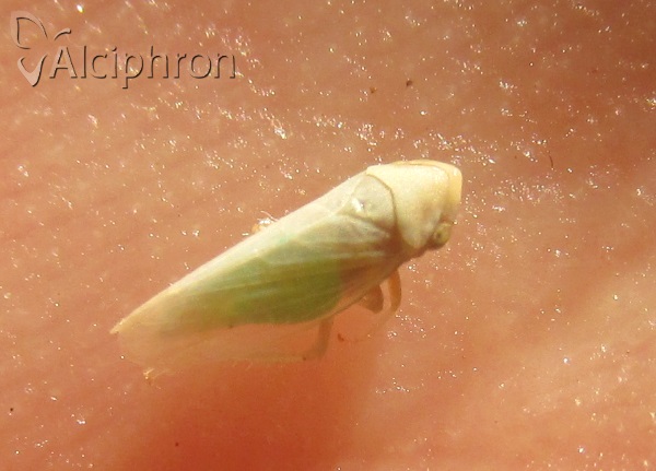 Macropsis eleagni