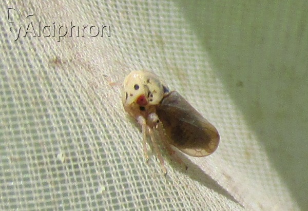 Macropsis fuscula