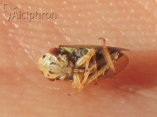 Macropsis fuscula