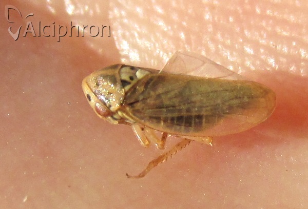 Macropsis fuscula