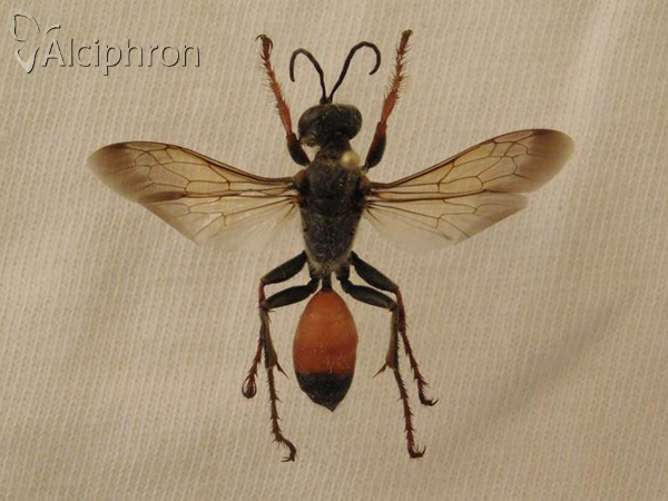 Sphex funerarius