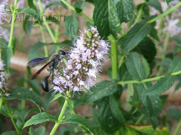 Isodontia mexicana