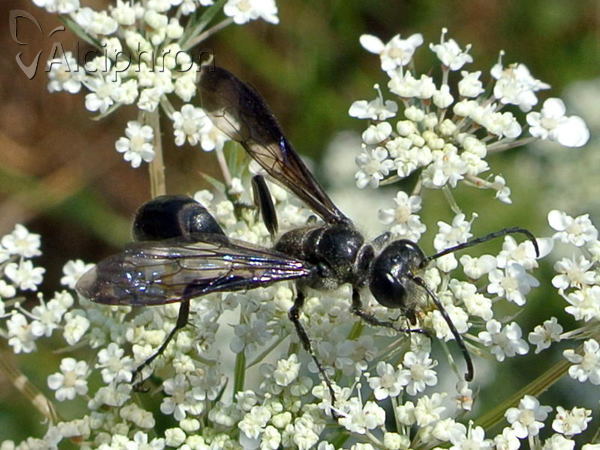 Isodontia mexicana