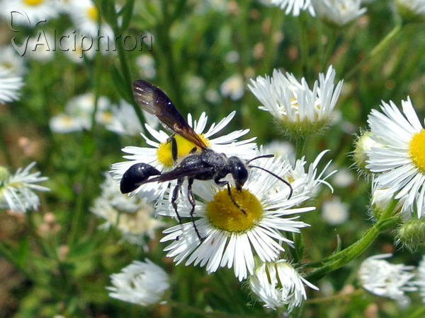 Isodontia mexicana